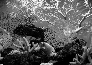 Ničí chemické filtry korálové útesy?